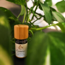 Alternative view of Ylang-Ylang Ätherisches Öl – 100% naturrein, blumig-süßer Duft, entspannend & aphrodisierend, Evomina